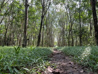Rubber trees, a Thai economic crop, are commonly grown in the southern region of Thailand.