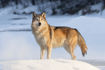 Gray Wolf (Canis lupus) at day break. Bathed in golden morning sunlight, as it stands poised in cold winter snow and ice. Large canid mammal in morning light. Taken in controlled conditions 