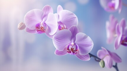 Beautiful orchid in macro against a hazy, soft background,