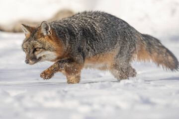 Fototapeta premium Thick snow, determined canine, Gray Fox (Urocyon cinereoargenteus) focused on making its way through the forest. Its orange and ash gray coat stands out. Taken in controlled conditions