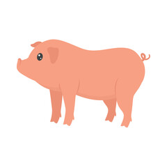 cute pig illustration