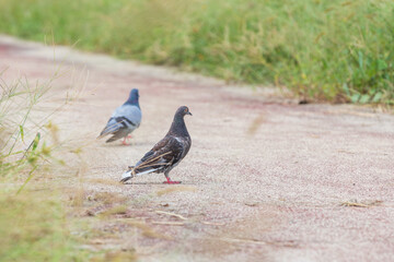 Pigeons found in the park.