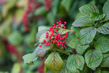 Red fruits of the viburnum tree found in the park.