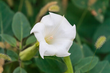 Datura metel with white petals found on the side of the road. Indian thornapple, Hindu Datura, metel, devil's trumpet or angel's trumpet.