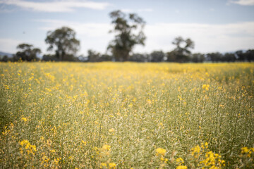 Obraz premium Canola field