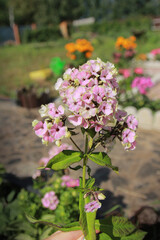 blooming tree