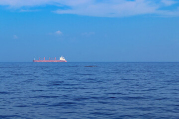 Blue whale's backs emerging from the water