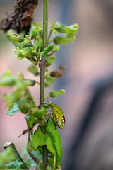 Larva of Southern green stink bug (Nezara viridula) on perilla in Japan in October