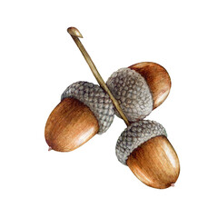 Acorns on the branch watercolor painted illustration. Hand drawn realistic oak tree brown nut element on the branch. Acorn forest and park oak tree seed image. isolated on white background © anitapol
