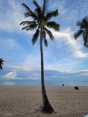 palm trees on the beach