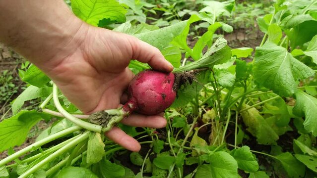 Slow motion while picking large radish from own grown organic garden.