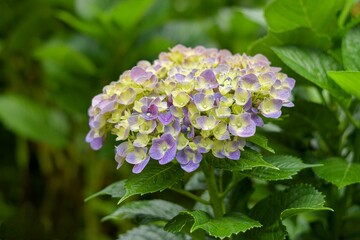 Flower Hydrangea act as natural pH indicators, sporting blue flowers when the soil is acidic and pink ones when the soil is alkaline.