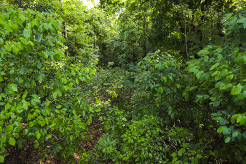 Obraz premium green moss on a wall