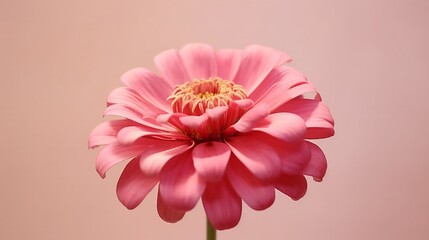 a pink zinnia blossom in close-up on a natural-colored, hazy background.