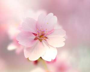 Obraz premium 桜の花