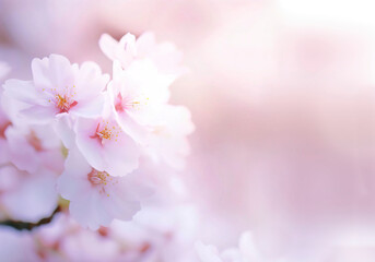 Fototapeta premium 桜の花