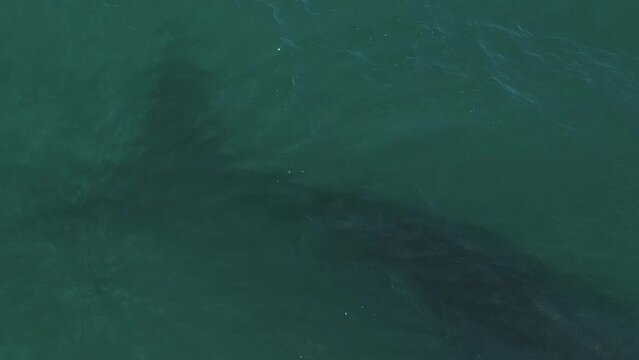 The southern right whale silhouette in the water, Eubalaena australis swim near Brazilian shore near the town of Imbituba