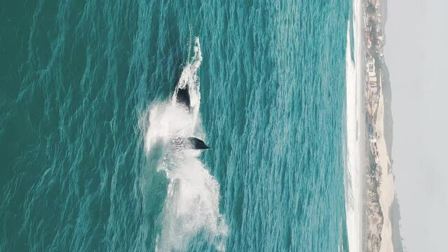 The southern right whales breach, Eubalaena australis. Mother and calf of the Right Whales swim near Brazilian shore near the town of Imbituba. The calf breaches and falls with splash