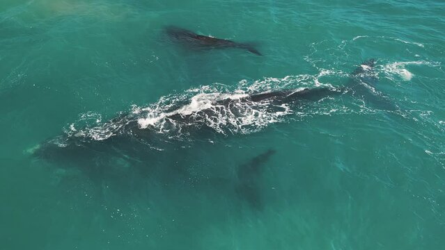 The southern right whales, Eubalaena australis. Mother and two calf of the Right Whales swim near Brazilian shore near the town of Imbituba