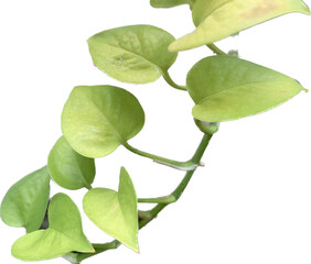 spotted betel green leaves isolated on white background, creeping plant