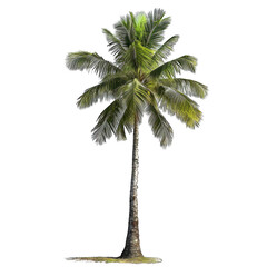 coconut tree isolated on white background