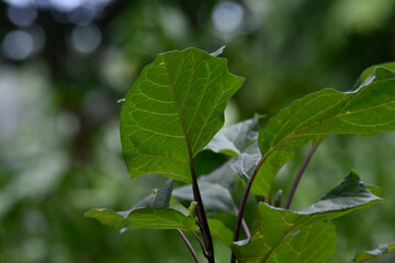 green leaves on a tree