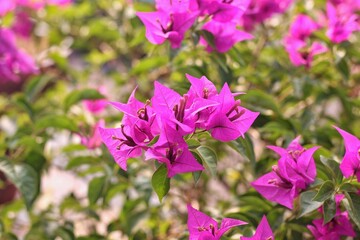 The beauty of the bougainvillea flowers in full bloom. This flower has the scientific name Bougainvillea spectabilis.