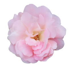 Rosa hybrid or Rose flower. Close up pink rose flower bouquet on green leaf isolated on transparent...