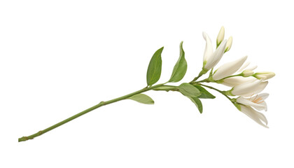 Obraz premium white flower stem isolated on transparent background cutout