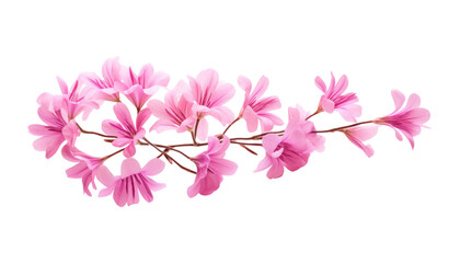 pink flower branch isolated on transparent background cutout