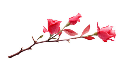 red rose stem isolated on transparent background cutout