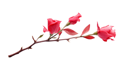 red rose stem isolated on transparent background cutout