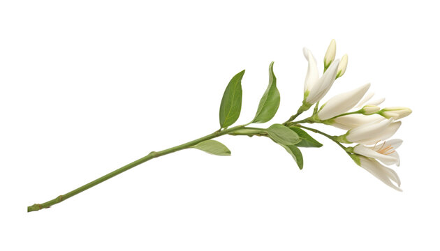 Fototapeta white flower stem isolated on transparent background cutout