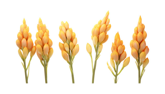 yellow buds isolated on transparent background cutout