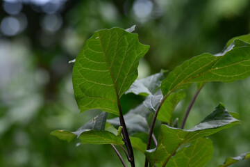 green leaves of a tree