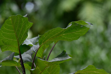 green leaves of a tree