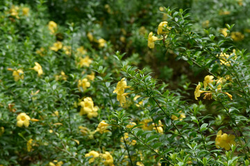 yellow flowers in spring