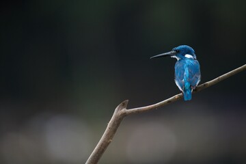 kingfisher on branch