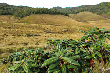 Rhododendron Flowers at the Horton Plains National park, Sri Lanka