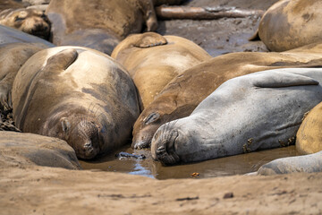 Elephant seals rest on the beach, Año Nuevo State Park, California