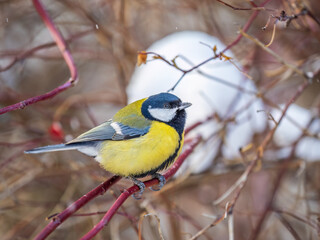 Cute bird Great tit, songbird sitting on a branch without leaves in the autumn or winter.