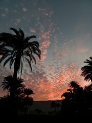 Fototapeta na wymiar palm trees at sunsetPalm trees at sunset 