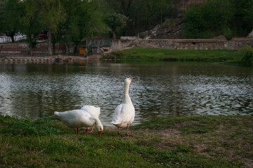 Grupo de gansos en la orilla del río al atardecer con luz natural rasante lateral. Vida silvestre...