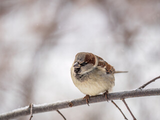 Sparrow sits on a branch without leaves.