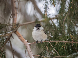 Cute bird the willow tit, song bird sitting on the fir branch with snow in winter