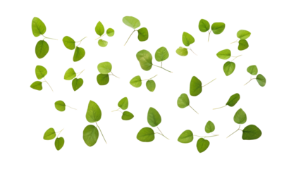 green leaves isolated on transparent background cutout