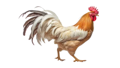 Kissenbezug rooster isolated on transparent background cutout © Papugrat