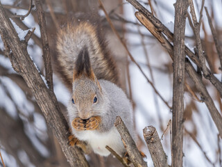 The squirrel with nut sits on tree in the winter or late autumn