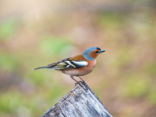 Common chaffinch, Fringilla coelebs, sits on a tree. Common chaffinch in wildlife.