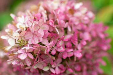 Close-up of flowers. Background with flower and bokeh effect, beautiful floral background with green and pink,Hydrangea macrophylla closeup.